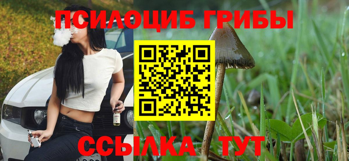 Псилоцибиновые грибы Psilocybe Ржев